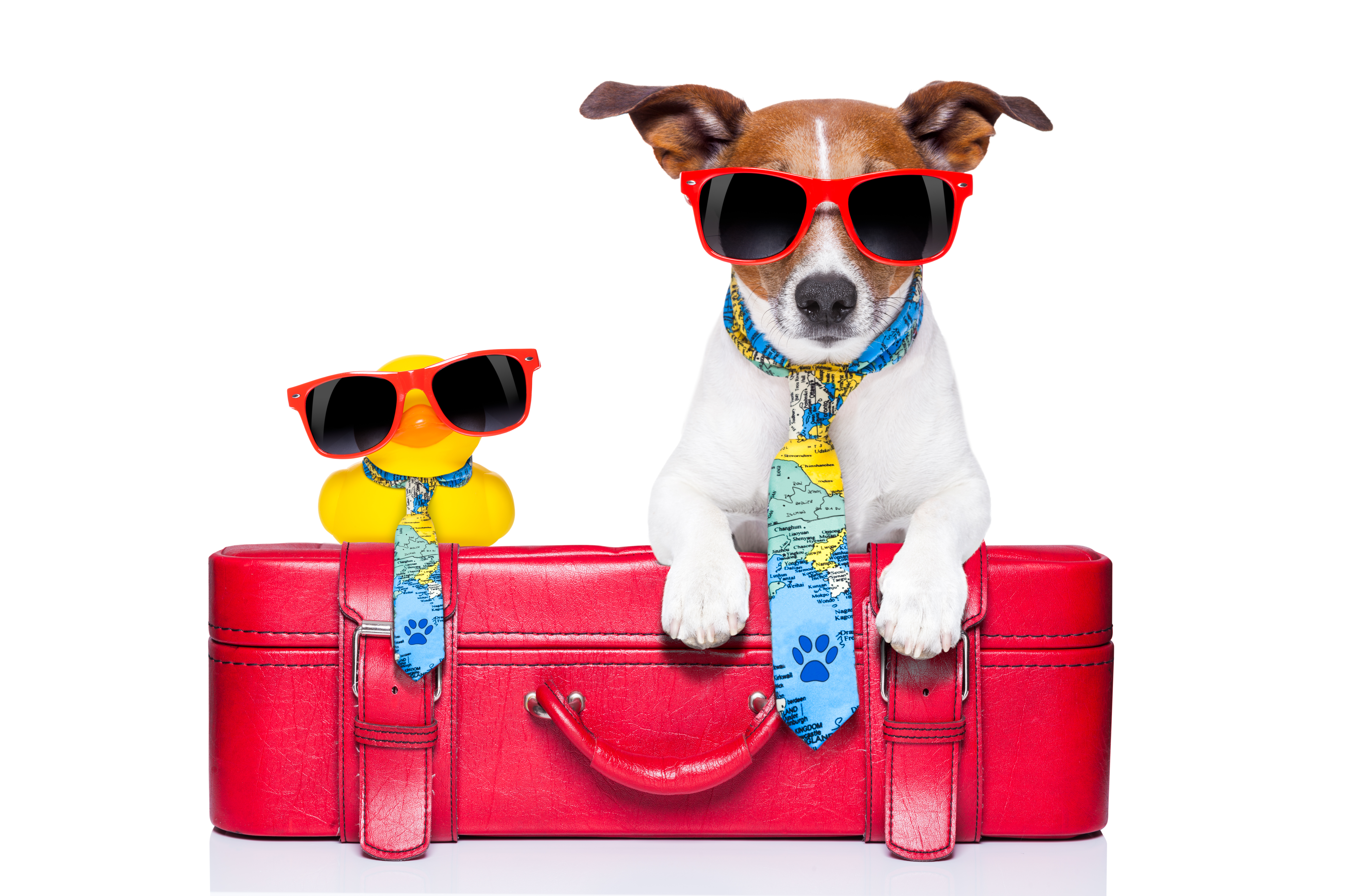 dog traveling with yellow plastic duck on top of luggage